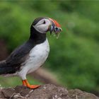 Puffin