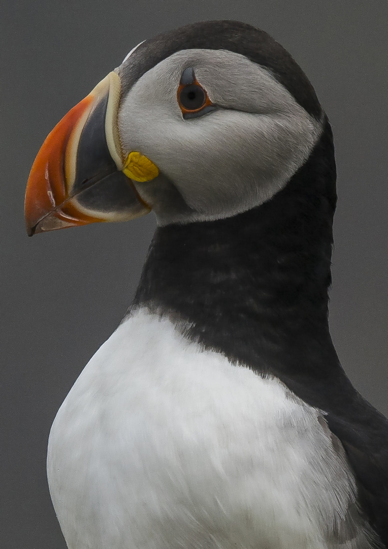 Puffin