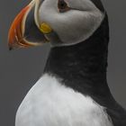 Puffin