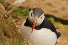 Puffin