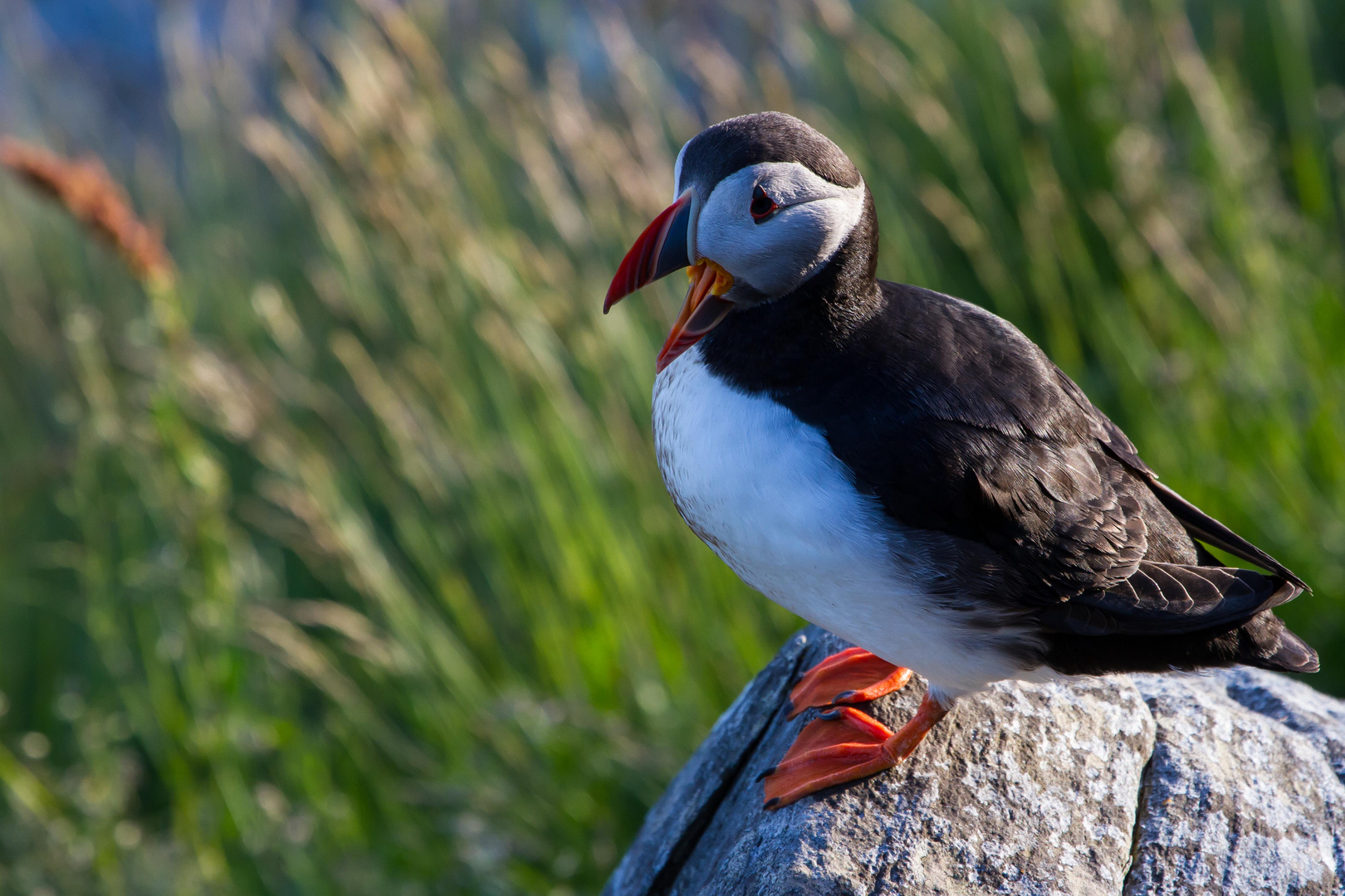 Puffin