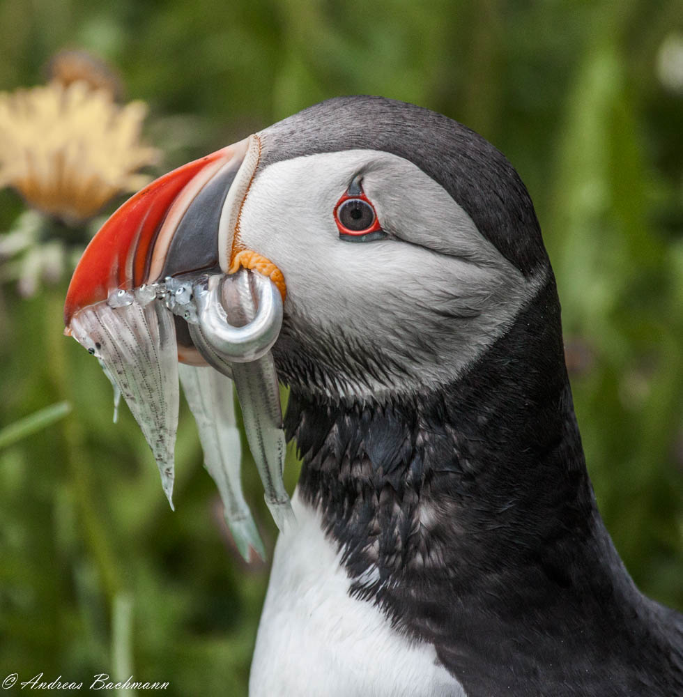 Puffin bearbeitet