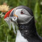 Puffin bearbeitet