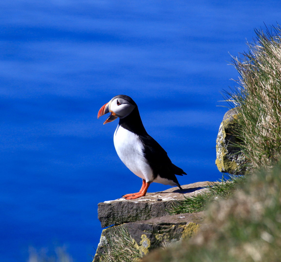 Puffin 