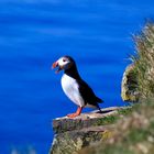 Puffin 