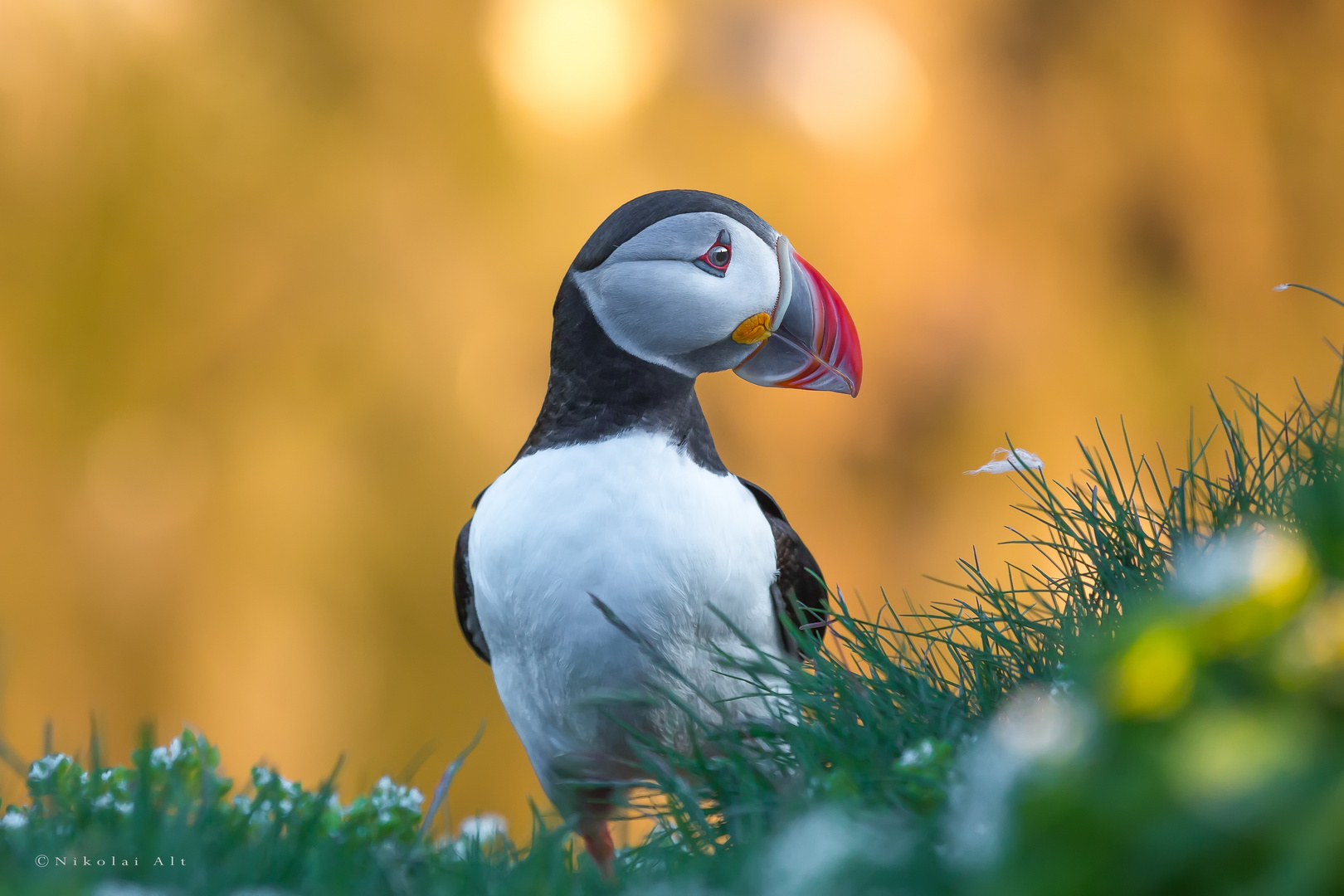 Puffin bei den Klippen von Latrabjarg