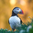 Puffin bei den Klippen von Latrabjarg