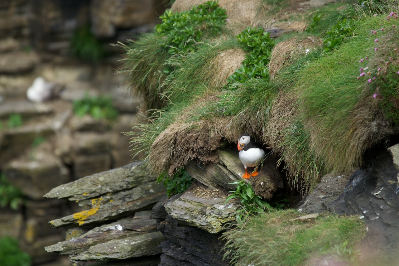 Puffin bei Duncansby Head