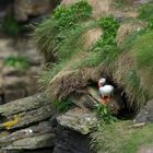 Puffin bei Duncansby Head