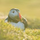 Puffin beim Nestbau