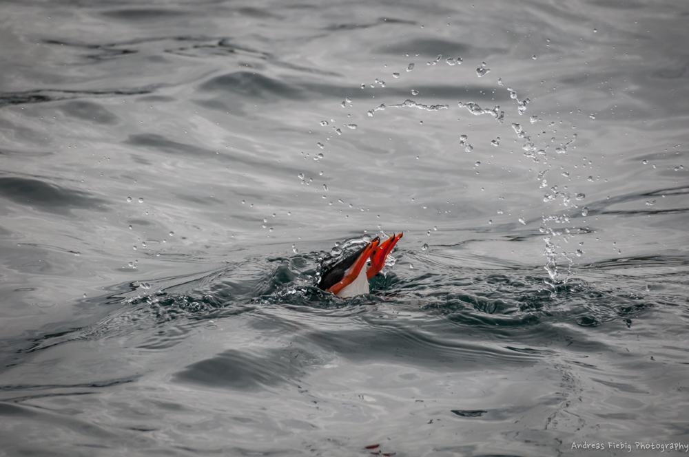 Puffin beim Tauchmanöver