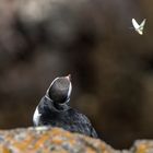 Puffin & Butterfly