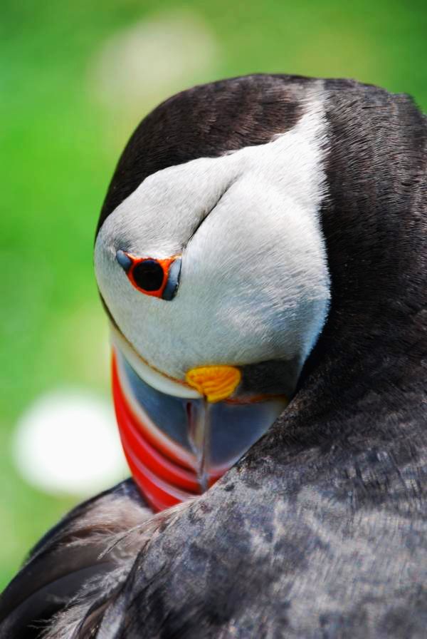 Puffin ..