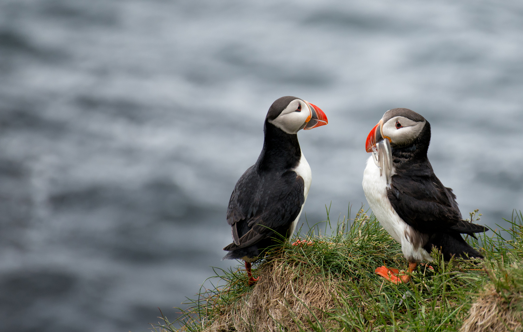 Puffin