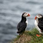 Puffin