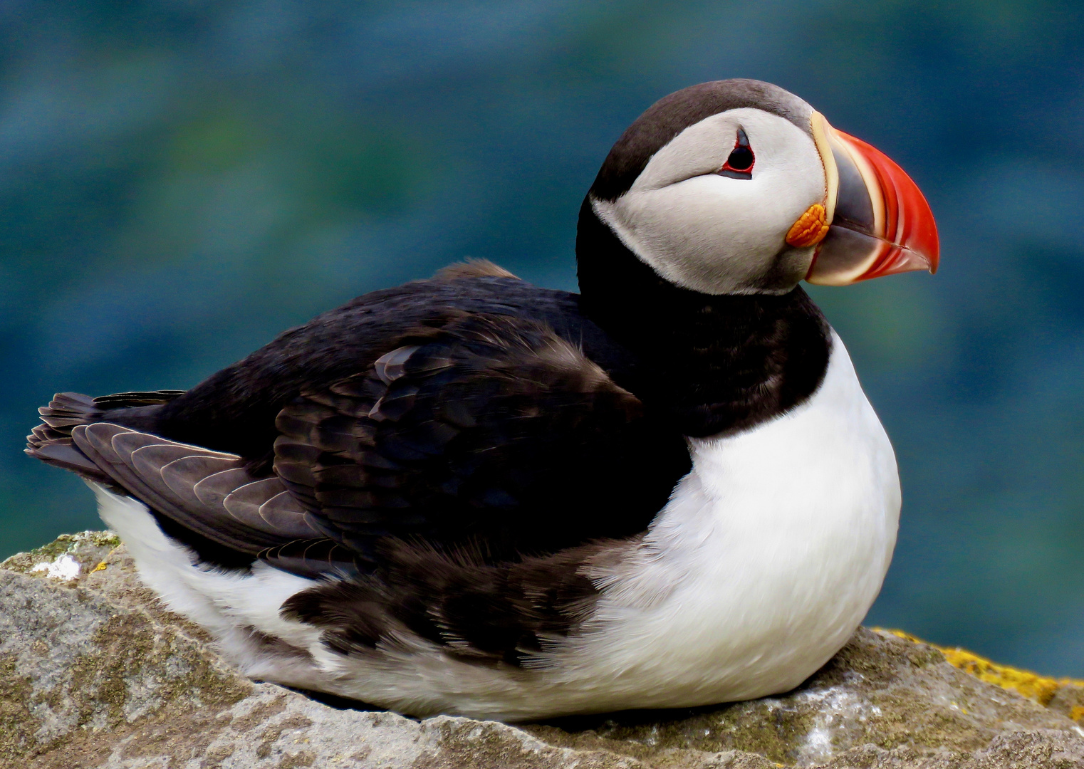 Puffin