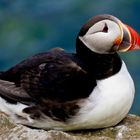 Puffin