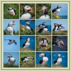 ... Puffin - Collage ...