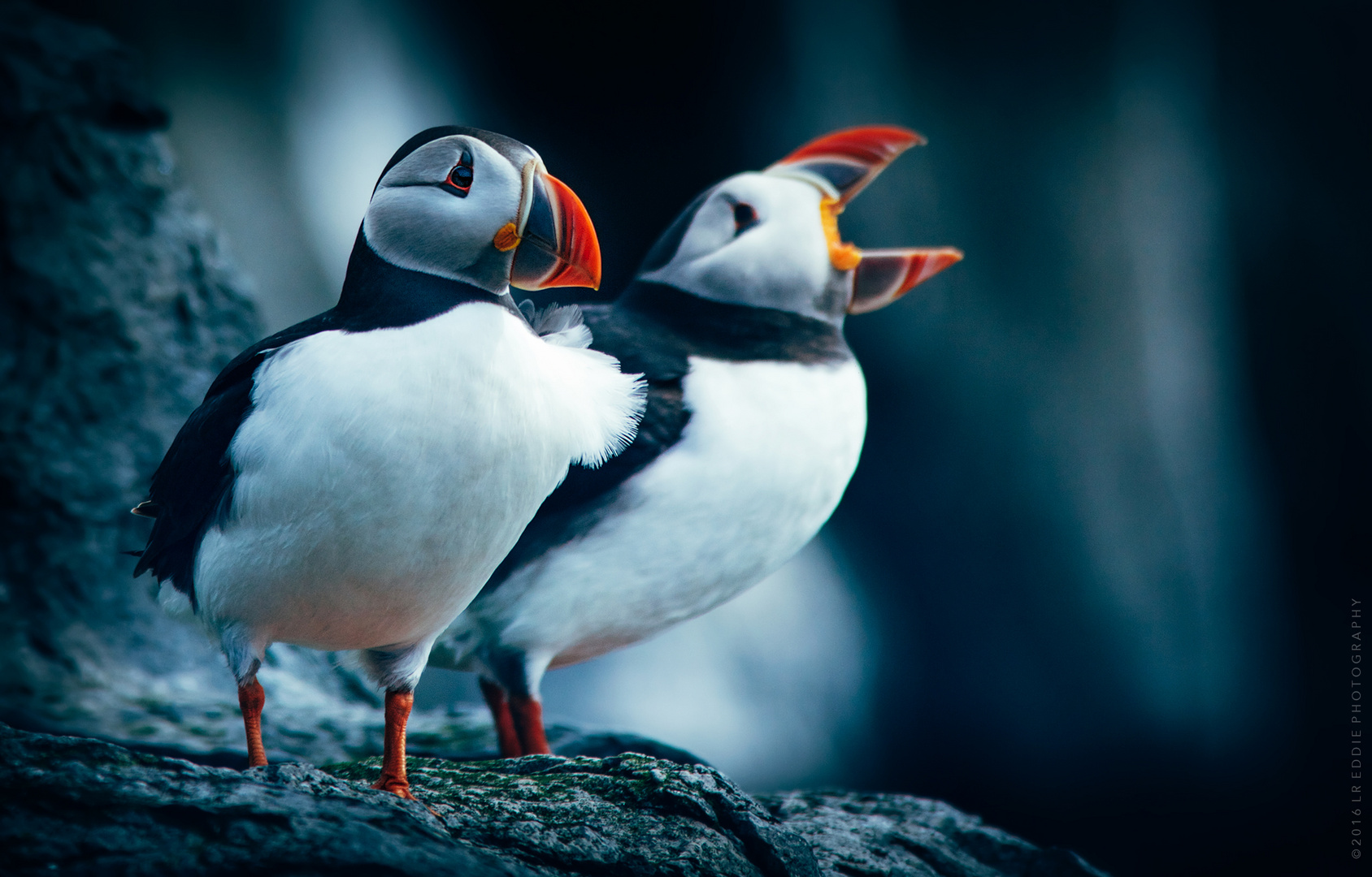 Puffin Couple