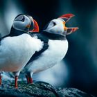 Puffin Couple