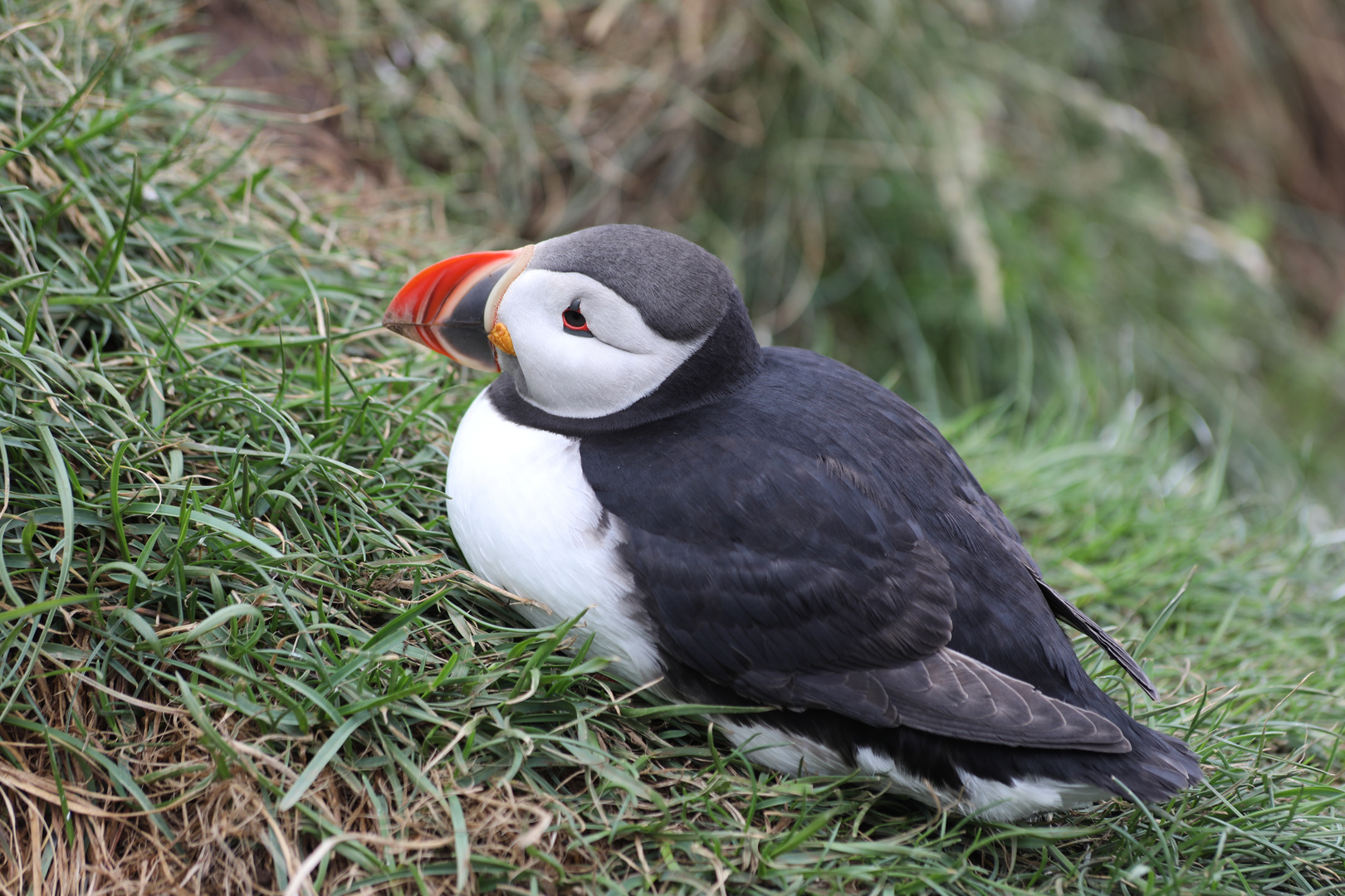 Puffin