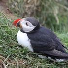 Puffin