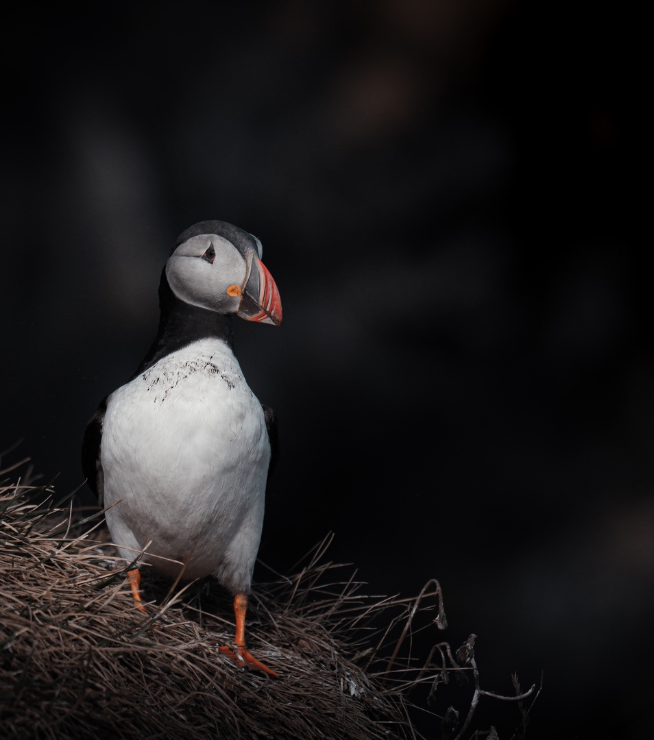 Puffin