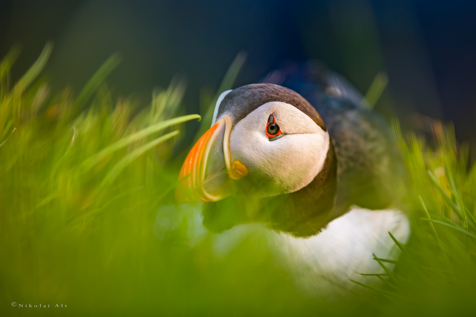 Puffin