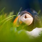 Puffin