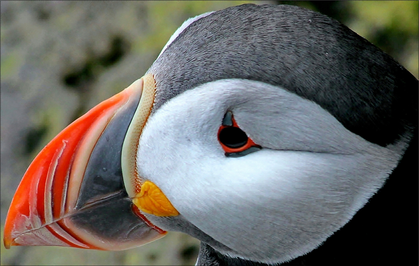 Puffin Foto & Bild europe, scandinavia, iceland Bilder auf