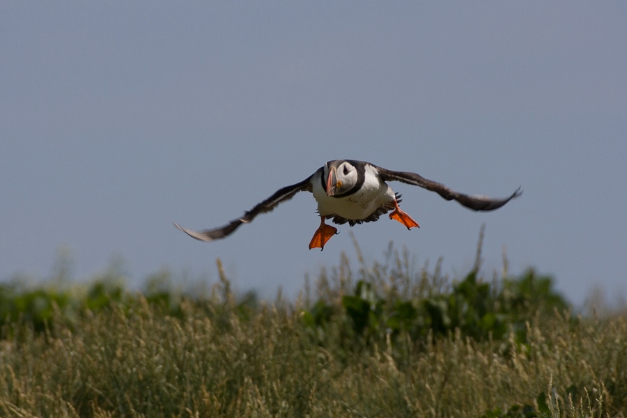 Puffin