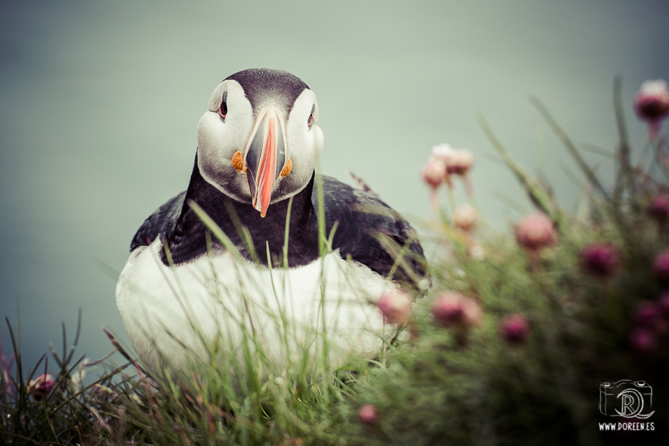 Puffin