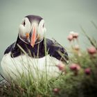 Puffin