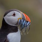 puffin