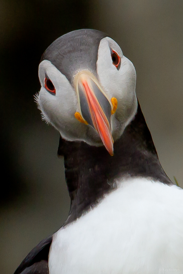 Puffin