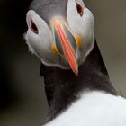 Puffin