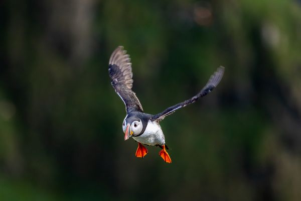 Puffin