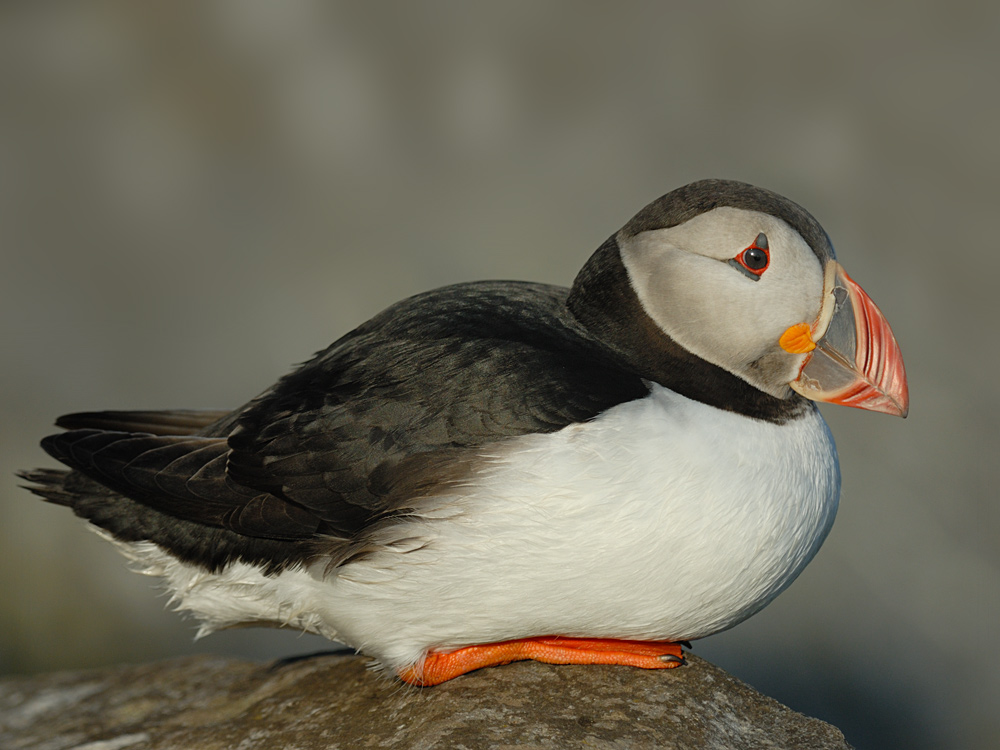 Puffin