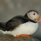 Puffin