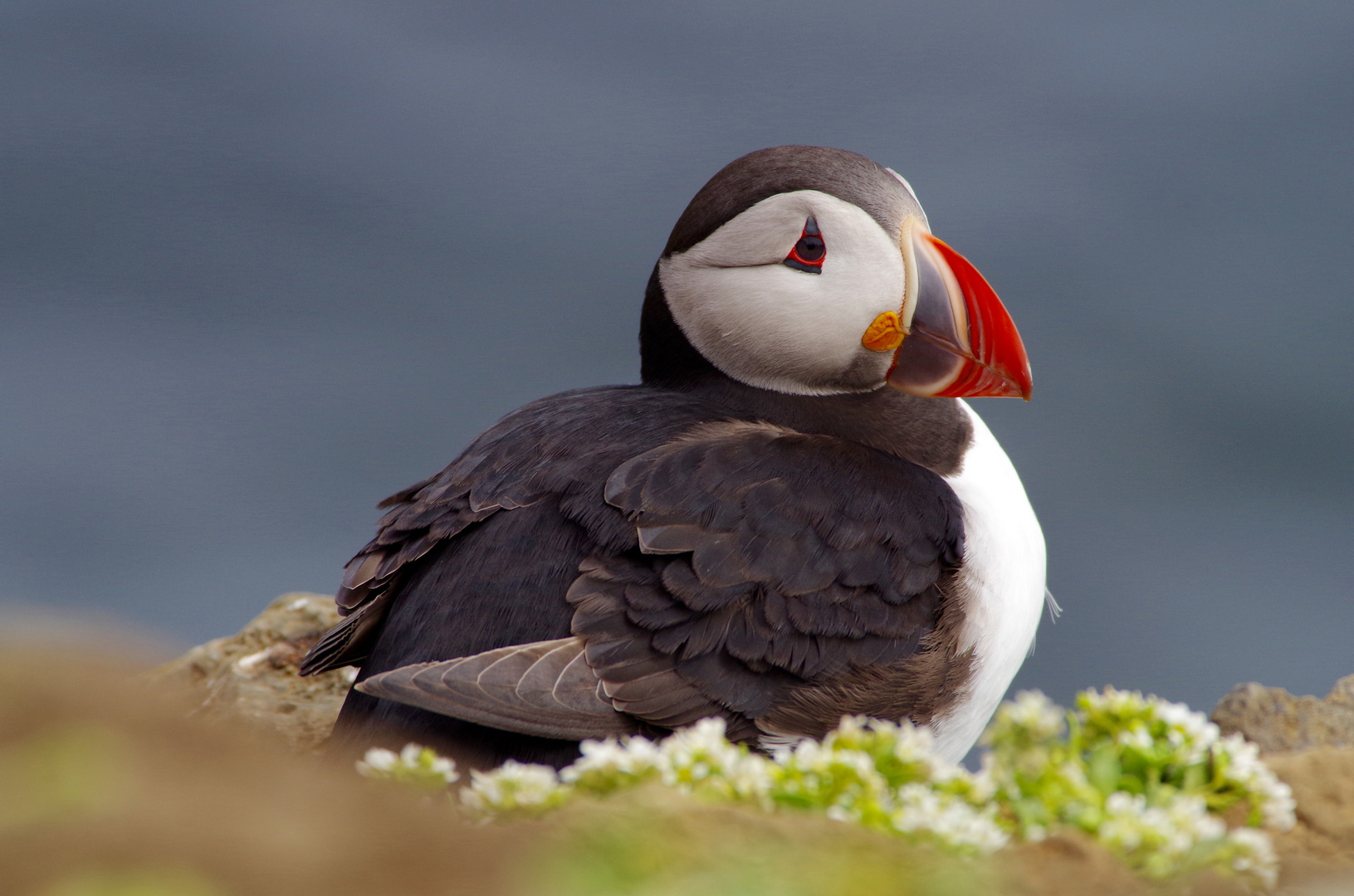 Puffin