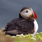 Puffin