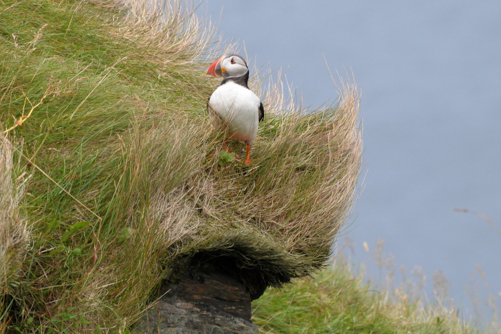 Puffin die Nr.?