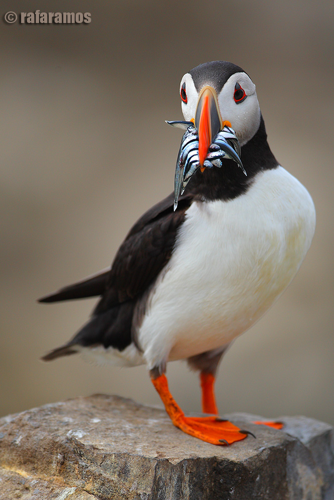 PUFFIN