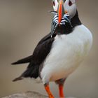 PUFFIN