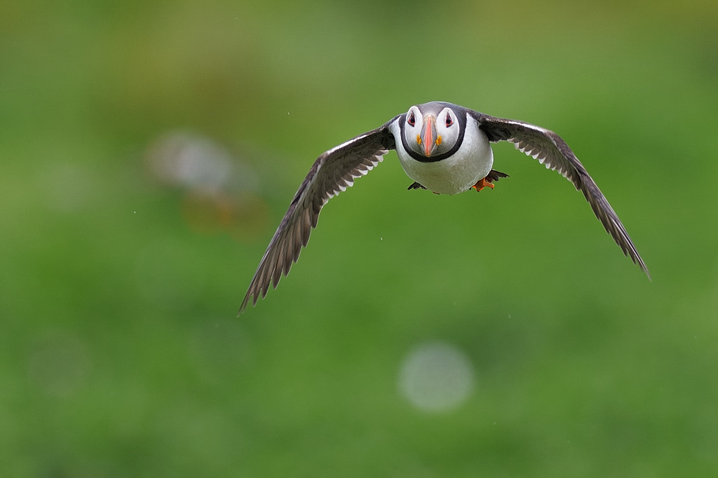 Puffin