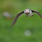 Puffin