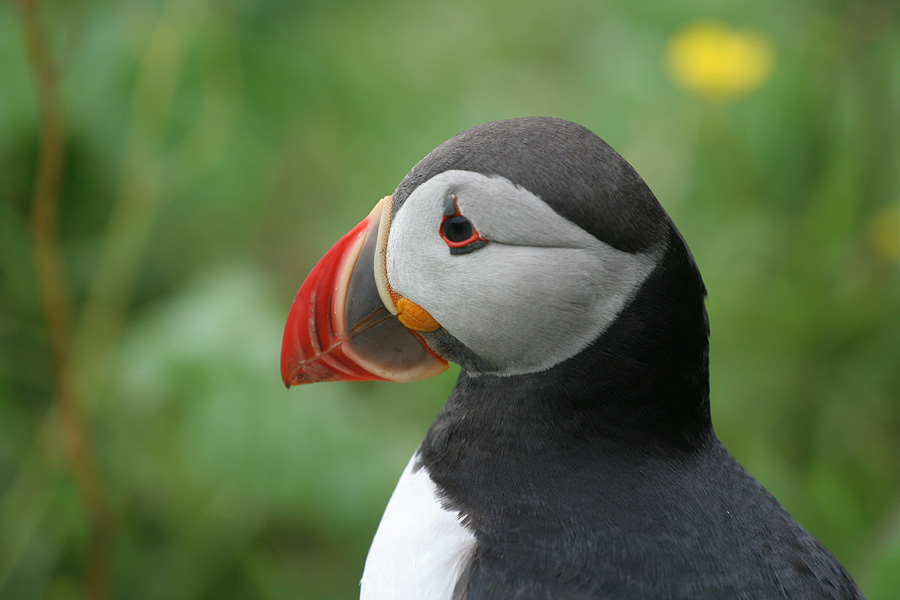 Puffin