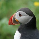 Puffin