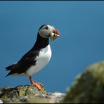 Puffin