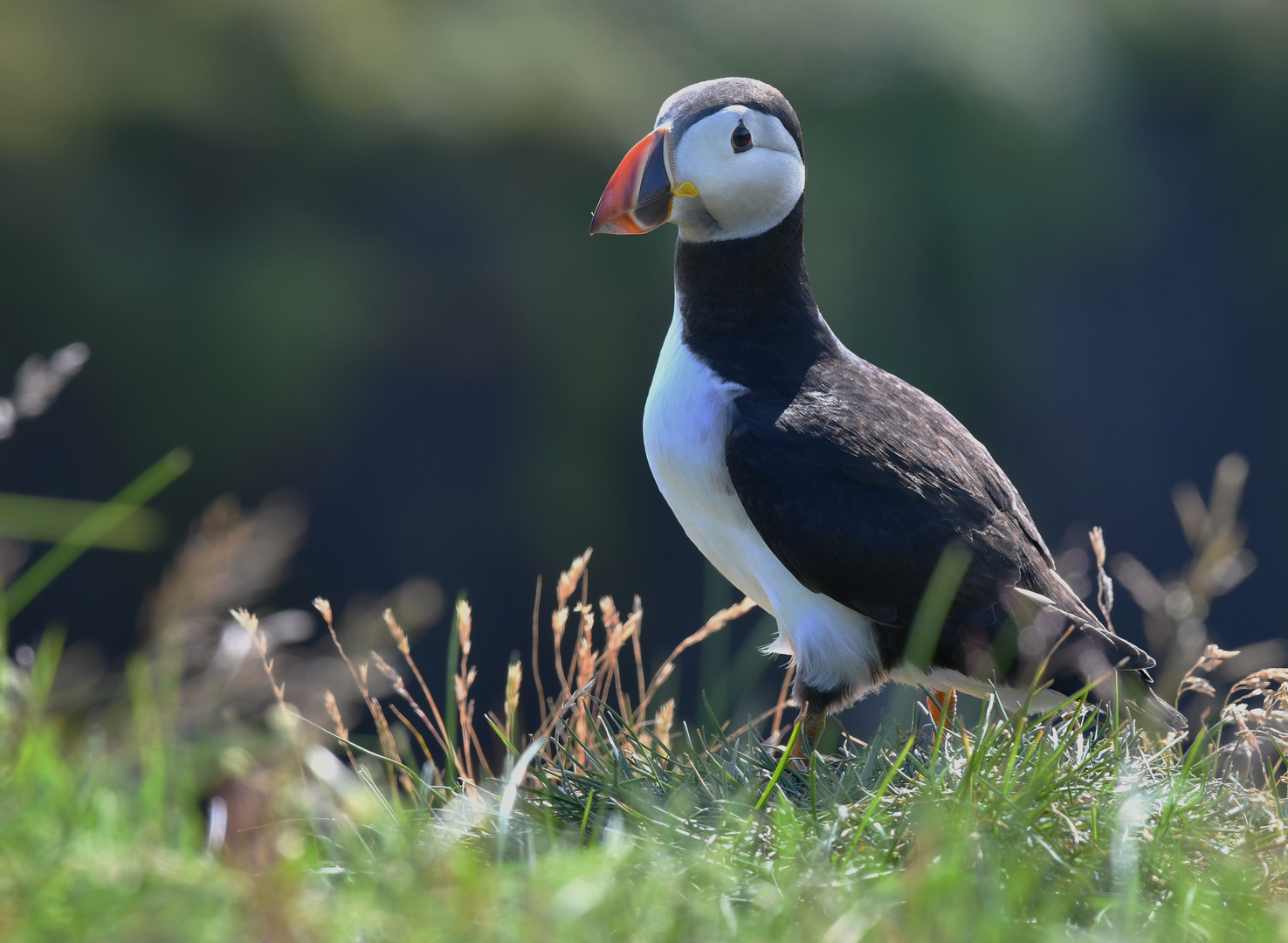 Puffin